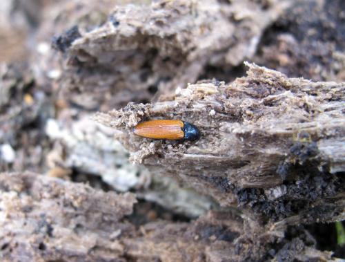 Ampedus nigroflavus
