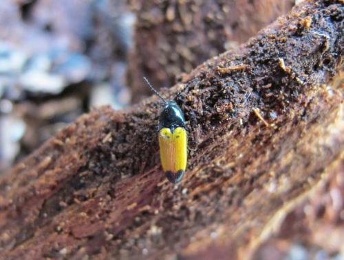 Réf. 84 148 : Ampedus elegantulus