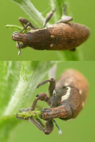 Pseudocleonus grammicus