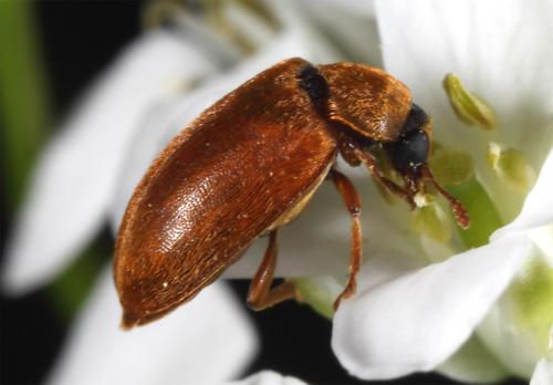 Réf. 84 708 : Byturus sp.