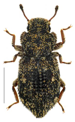Réf. 84 927 : Coxelus pictus