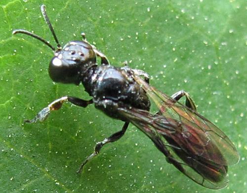 Réf. 84 188 : Crossocerus annulipes