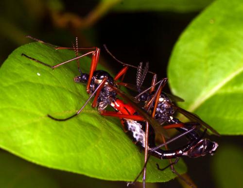 Tanyptera atrata