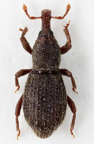 Réf. 84 787 : Cotaster cuneipennis