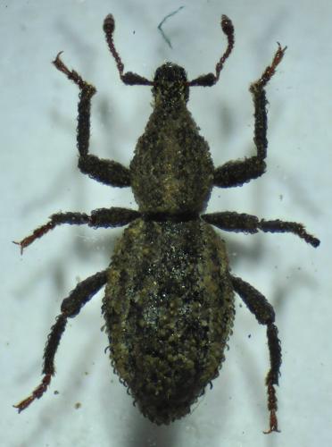 Réf. 84 467 : Dichotrachelus pyrenaicus