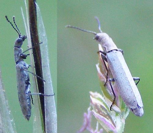 Dolichosoma simile