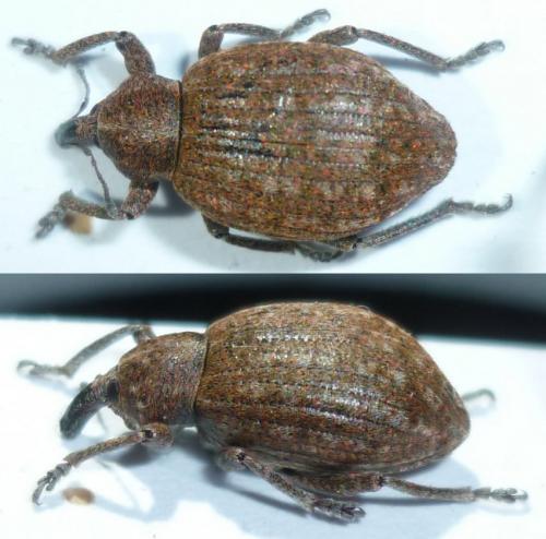 Donus ovalis