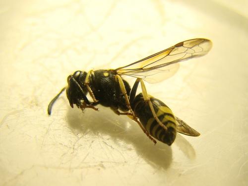 Ancistrocerus nigricornis