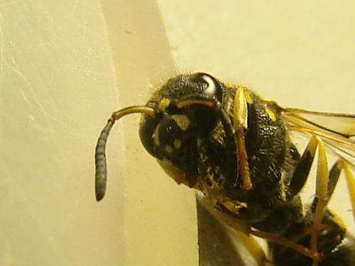 Ancistrocerus nigricornis
