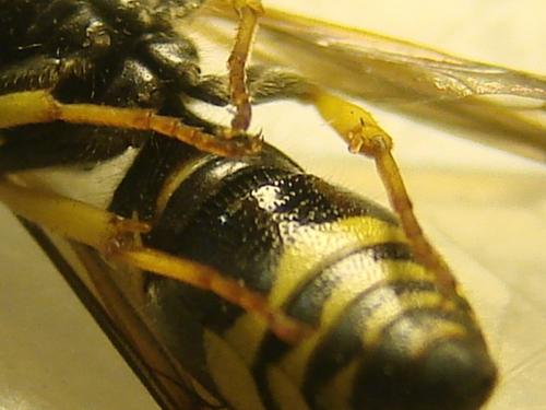 Ancistrocerus nigricornis