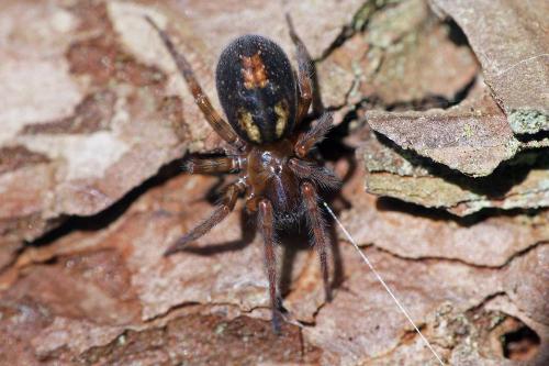Amaurobius fenestralis