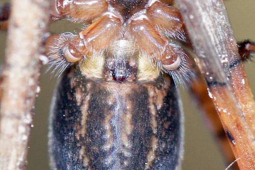 Amaurobius fenestralis