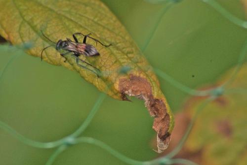 Caliadurgus fasciatellus