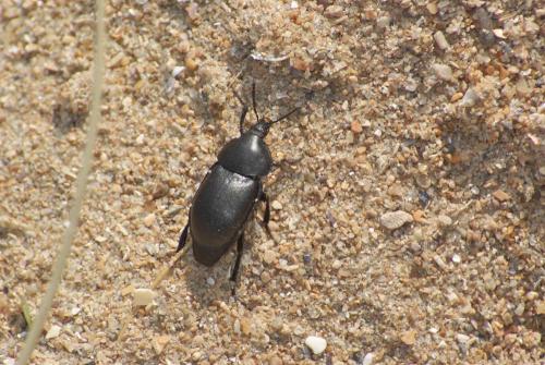 Ablattaria laevigata