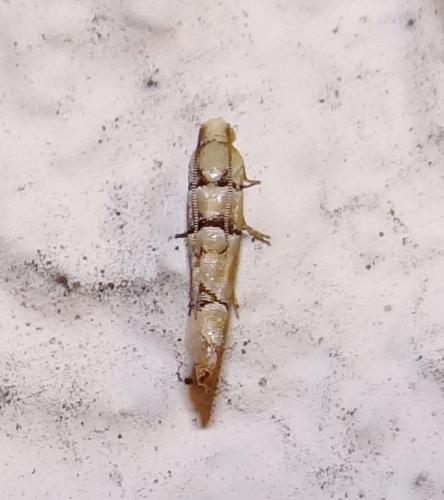 Réf. 84 526 : Pseudococcyx tessulatana