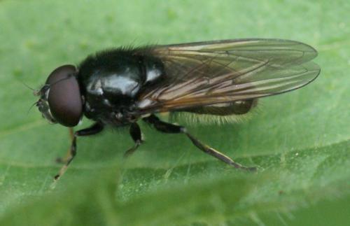 Cheilosia sp.