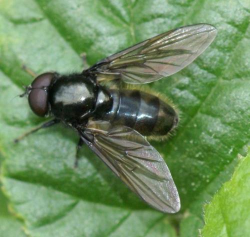 Réf. 84 215 : Cheilosia sp.