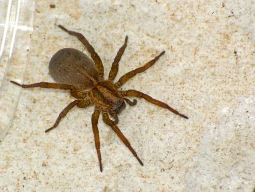 Trochosa sp.