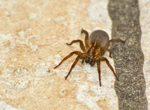 Trochosa sp.
