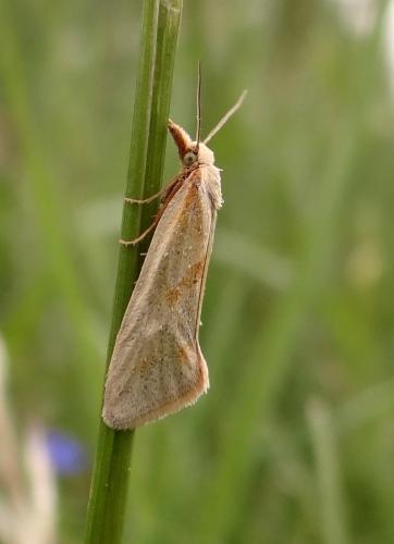 Cochylimorpha jucundana