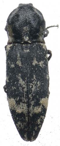 Réf. 84 026 : Danosoma fasciata