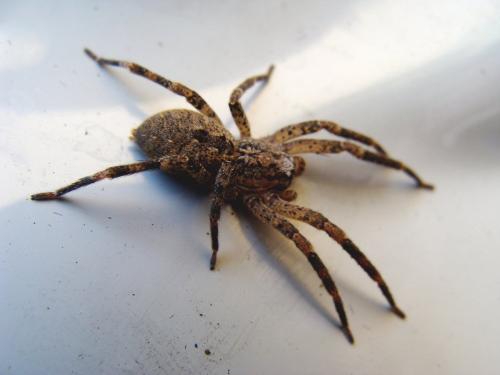 Zoropsis spinimana