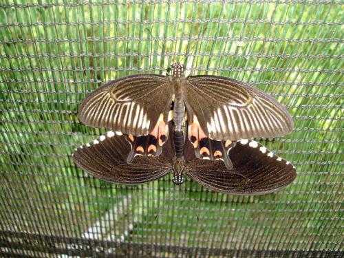 Papilio polytes