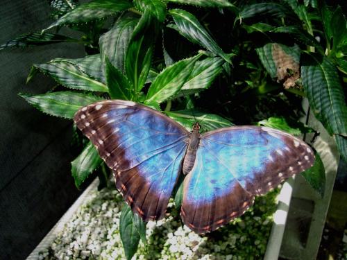 Morpho helenor