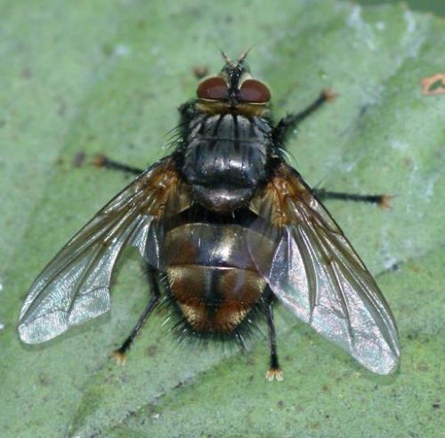 Réf. 84 182 : Nemoraea pellucida