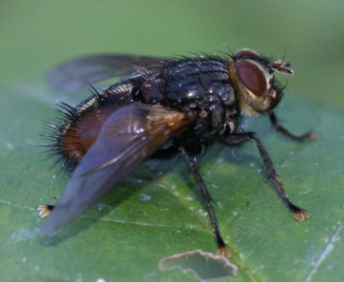 Réf. 84 183 : Nemoraea pellucida