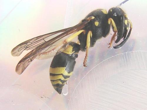Ancistrocerus nigricornis