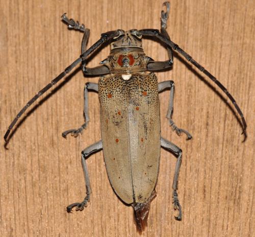 Réf. 84 819 : Batocera rufomaculata