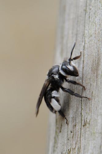 Andrena agilissima