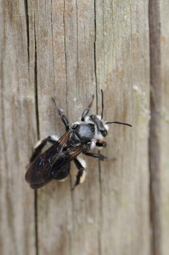 Andrena agilissima