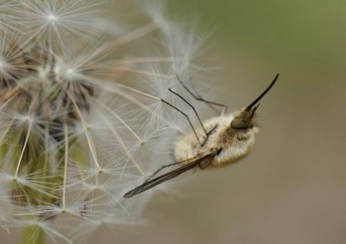 Bombylius sp.