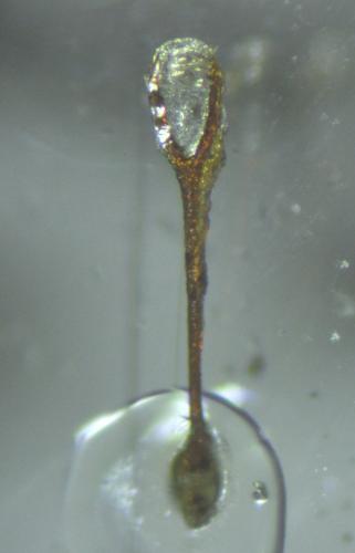 Dichotrachelus muscorum