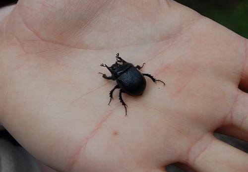Typhaeus typhoeus