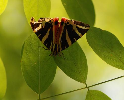 Réf. 84 089 : Euplagia quadripunctaria
