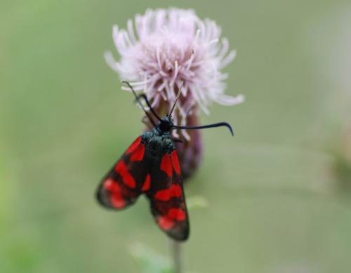 Zygaena sp.