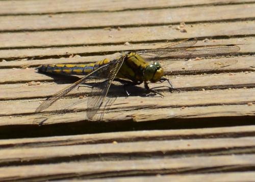 Orthetrum cancellatum