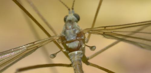 Austrolimnophila ochracea