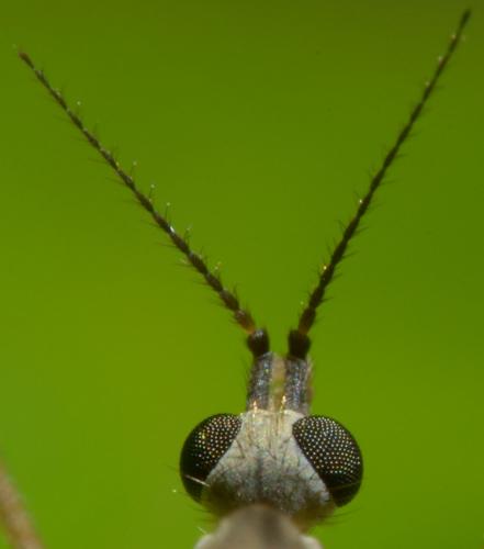 Austrolimnophila ochracea
