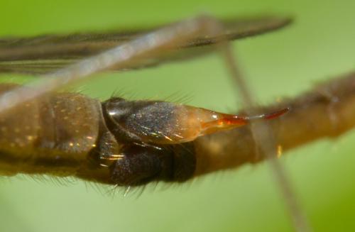 Austrolimnophila ochracea