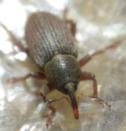 Réf. 84 896 : Tychius picirostris
