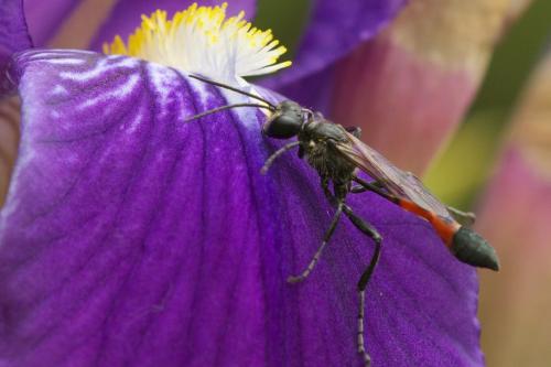 Ammophila sabulosa