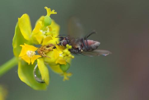 Thomisus sp.