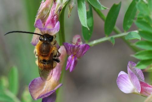Eucera sp.