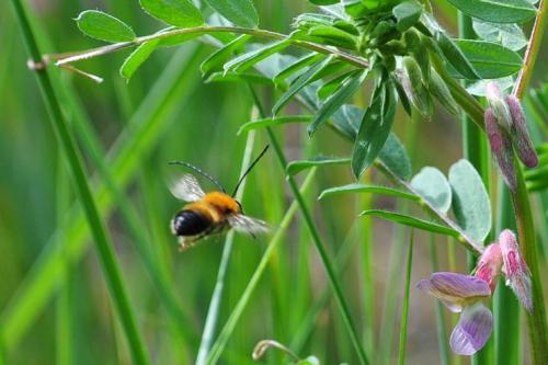 Eucera sp.