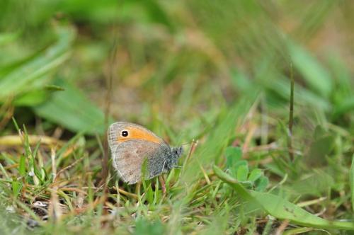 Réf. 84 640 : Coenonympha pamphilus