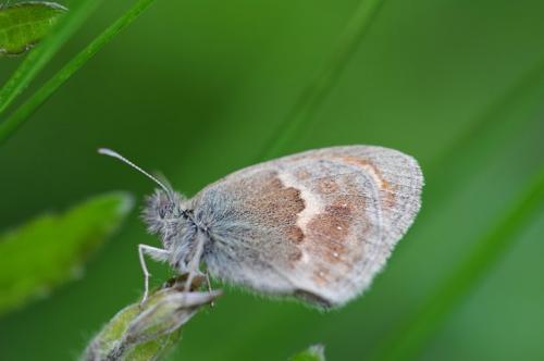 Réf. 84 643 : Coenonympha pamphilus